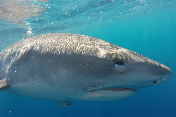 Shark Cage Diving North Shore Oahu: Cage Tours with Galapagos & Sandbar Sharks photo 5