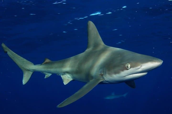 Shark Cage Diving North Shore Oahu: Cage Tours with Galapagos & Sandbar Sharks photo 6