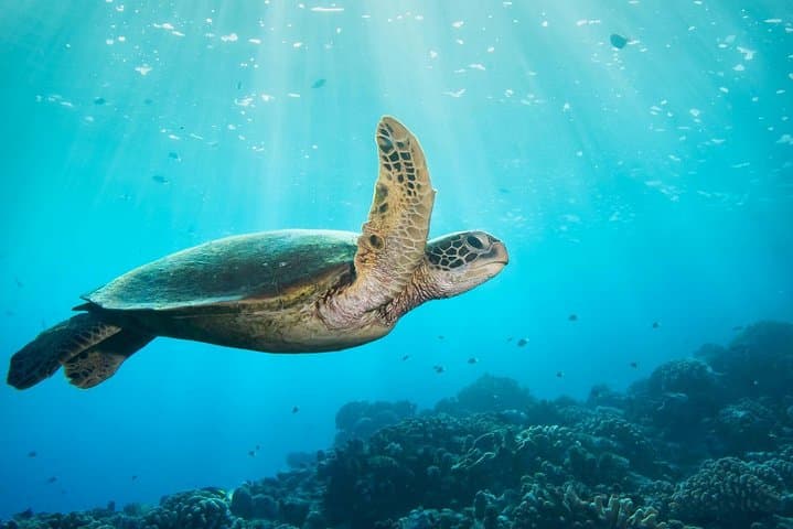 Tahiti Discovery Dive: Two-Site Introductory Lagoon Experience photo 3