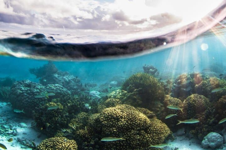 Tahiti Discovery Dive: Two-Site Introductory Lagoon Experience photo 4