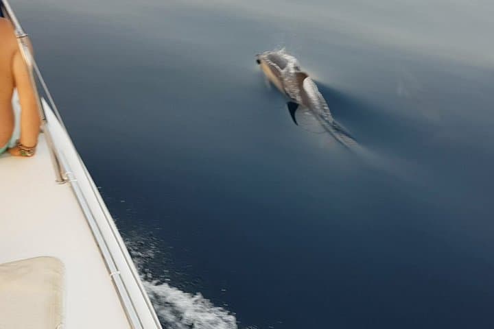 Dolphin-Watching Catamaran from Estepona — 1-Hour Coastal Cruise photo 5
