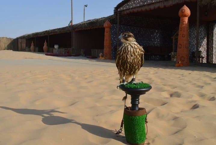 Dubai Desert Safari: Dune Bashing, Camel Rides, Sandboarding & BBQ Under the Stars photo 3
