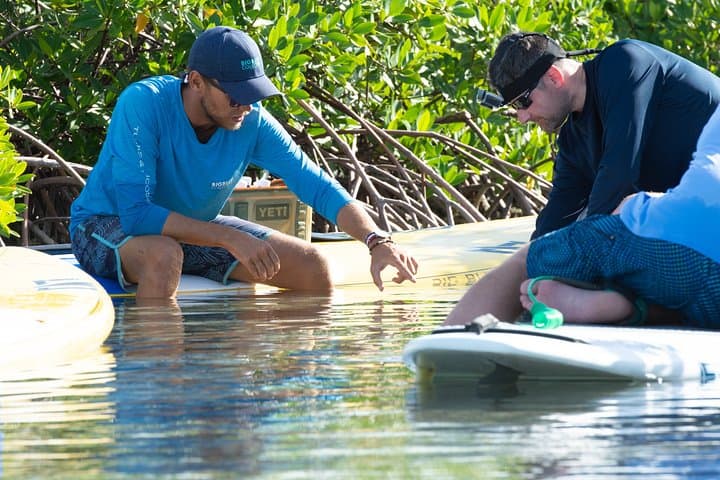 Providenciales Mangrove SUP Eco Tour — Paddle with Turtles and Rays photo 4