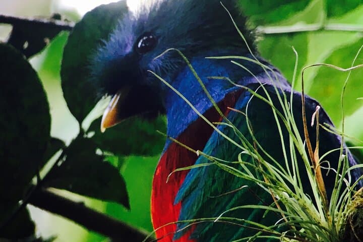 Birding Monteverde Cloud Forest: Small-Group Guided Tour to See 400 Species photo 2