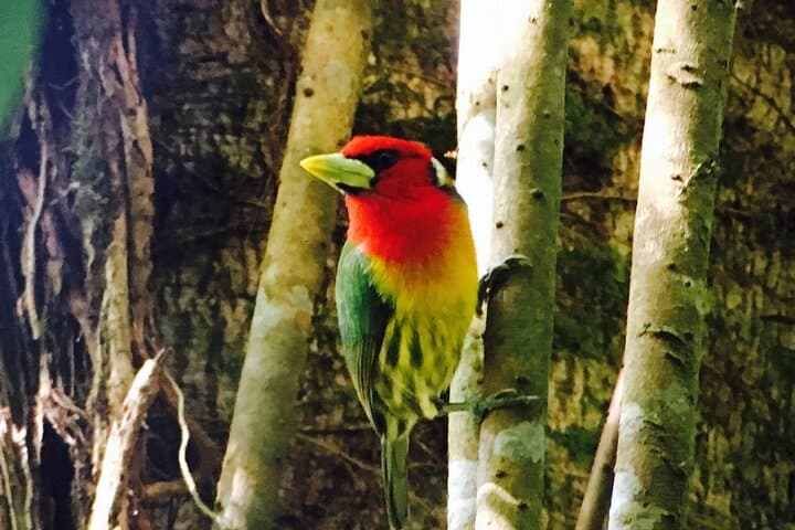Birding Monteverde Cloud Forest: Small-Group Guided Tour to See 400 Species photo 3