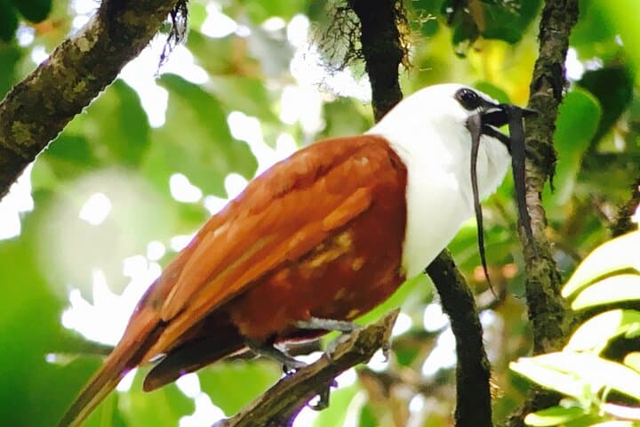 Birding Monteverde Cloud Forest: Small-Group Guided Tour to See 400 Species photo 4