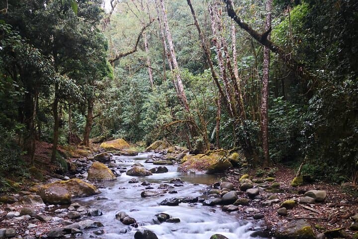Birding Monteverde Cloud Forest: Small-Group Guided Tour to See 400 Species photo 5