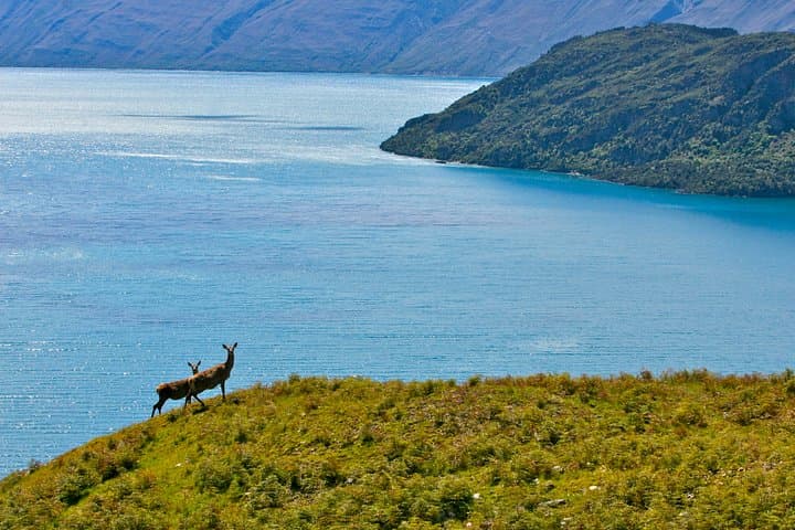 Wanaka High Country Walk — West Wanaka Station Guided Alpine Trek photo 2