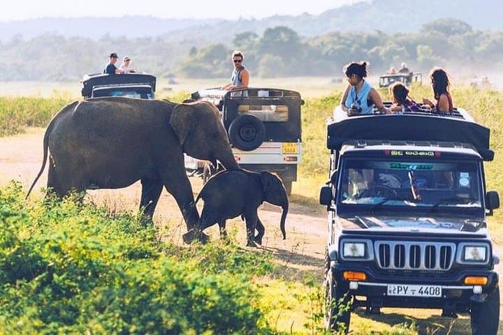 Sri Lanka 21-Day Wildlife Tour: Birds, Mammals & Whale Watching photo 3