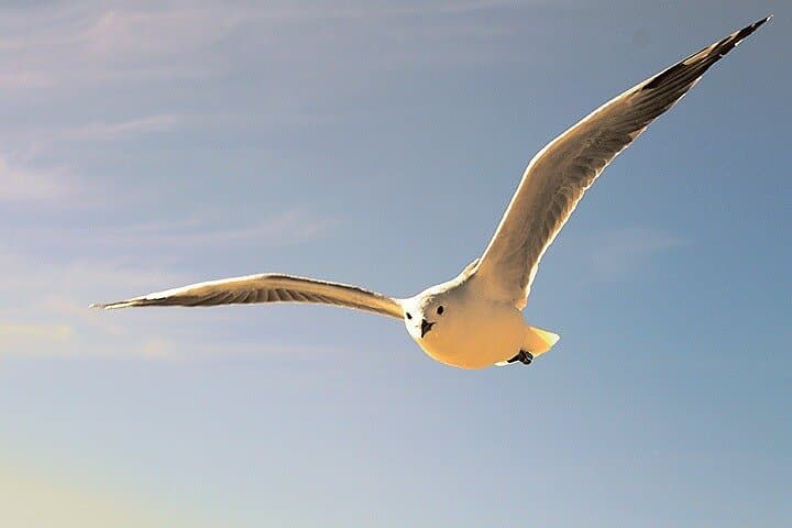 Private Full-Day Cape Town Sightseeing Tour: Table Mountain, Winelands & Sunset Yacht photo 4