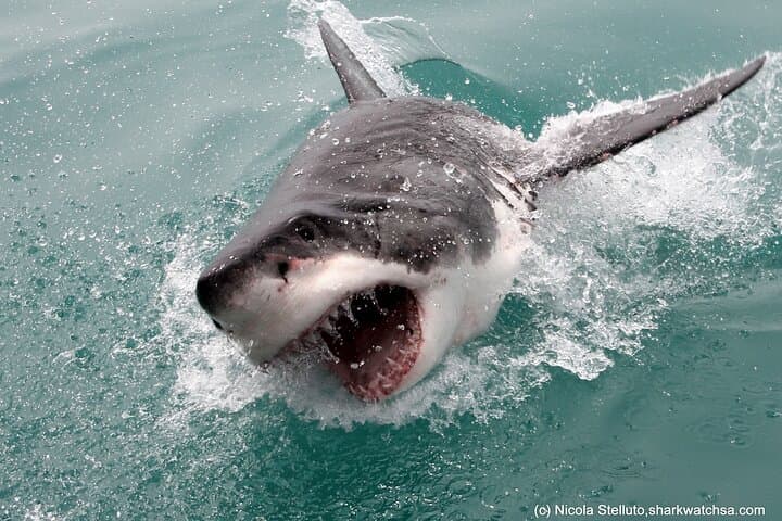 Shark Cage Diving in Kleinbaai — Cape Town Great White Experience photo 5