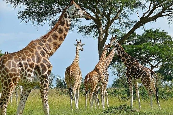 2-Day Saltlick Taita Hills Wildlife Safari from Diani Beach photo 4