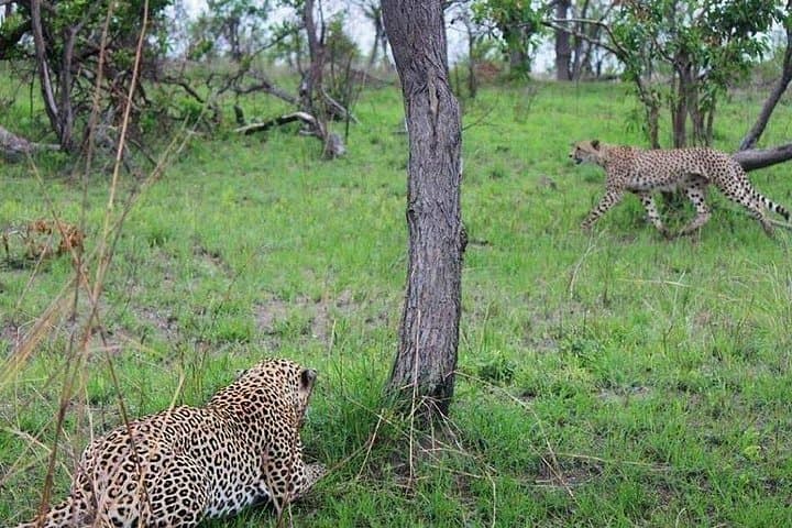 2-Day Saltlick Taita Hills Wildlife Safari from Diani Beach photo 5