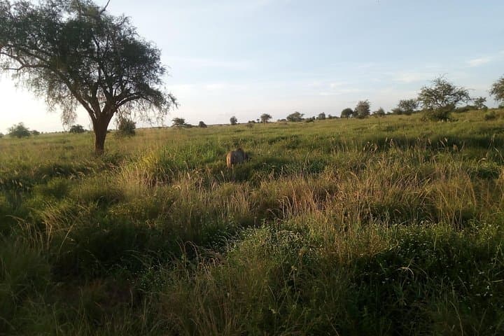2-Day Saltlick Taita Hills Wildlife Safari from Diani Beach photo 6