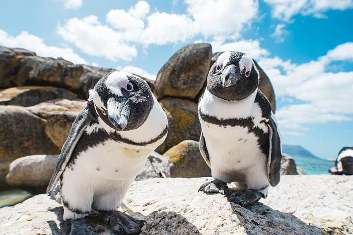 Sea Kayaking to Cape Point: Private Full-Day False Bay & Penguin Colony Adventure photo 6