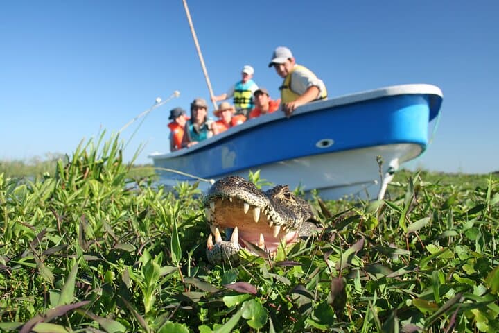 Iberá Marshlands to Iguazú Falls: 5-Day Wetlands, Wildlife & Waterfalls Tour