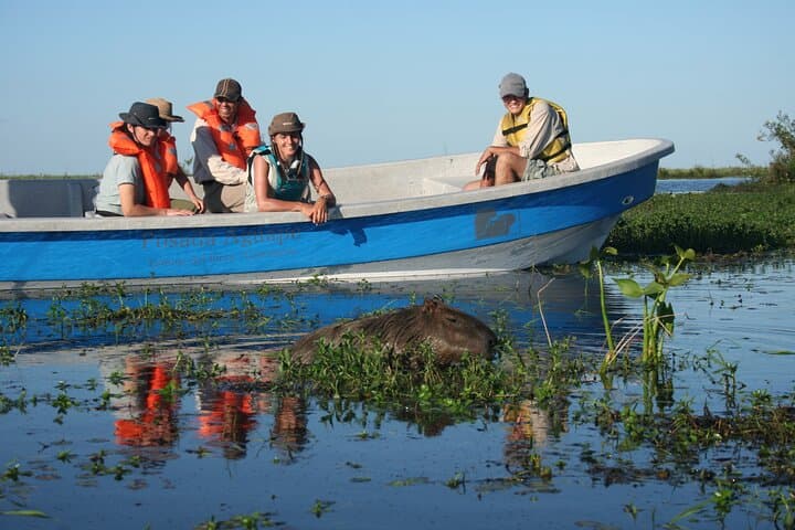 Iberá Marshlands to Iguazú Falls: 5-Day Wetlands, Wildlife & Waterfalls Tour photo 4