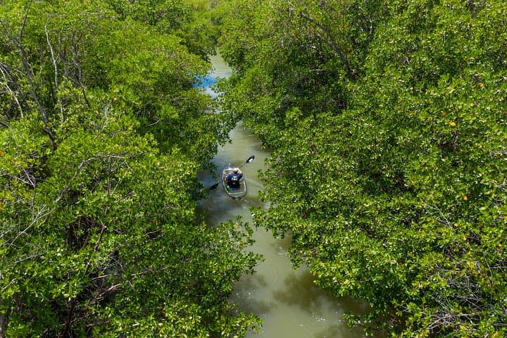 Clear Kayak Eco Tour at Wiggins Pass — Naples Clear Kayak Adventure photo 4