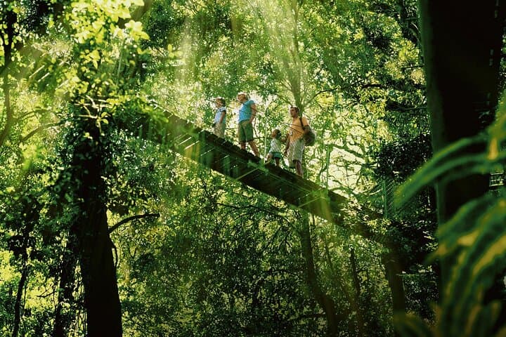 O'Reilly's Rainforest Retreat & Vineyard Day Tour from Gold Coast
