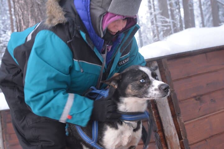 Kiruna Husky Sit-and-Drive Combo — 18km Mushing Experience photo 3