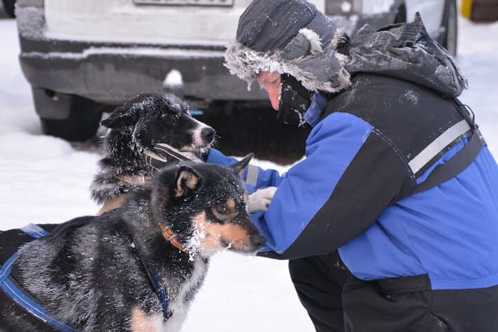 Kiruna Husky Sit-and-Drive Combo — 18km Mushing Experience photo 5