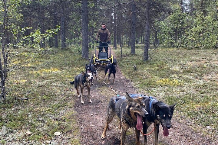 Autumn Husky Sit-and-Drive Cart Tour in Kiruna photo 3