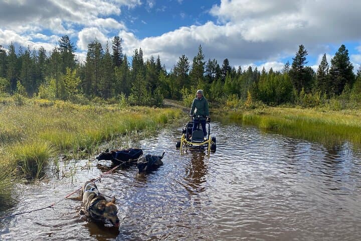 Autumn Husky Sit-and-Drive Cart Tour in Kiruna photo 5
