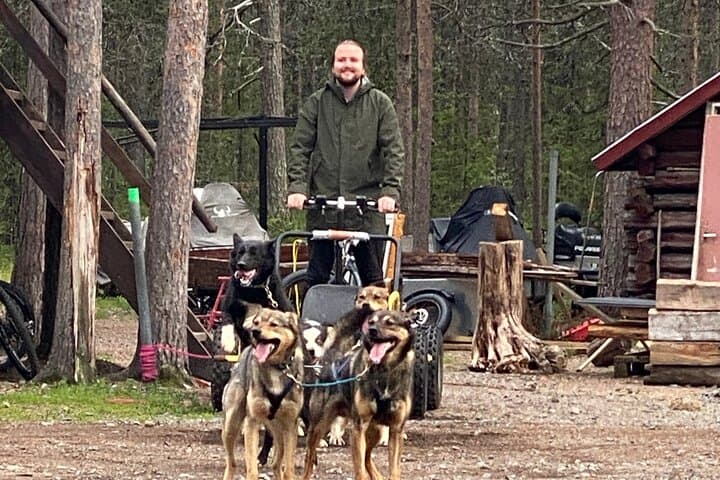 Autumn Husky Sit-and-Drive Cart Tour in Kiruna photo 6