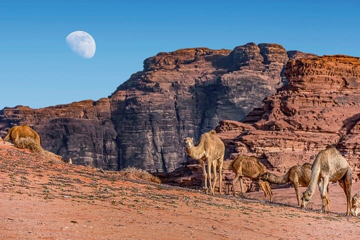 Overnight Glamping in Wadi Rum: Private Bedouin Experience from Amman photo 3