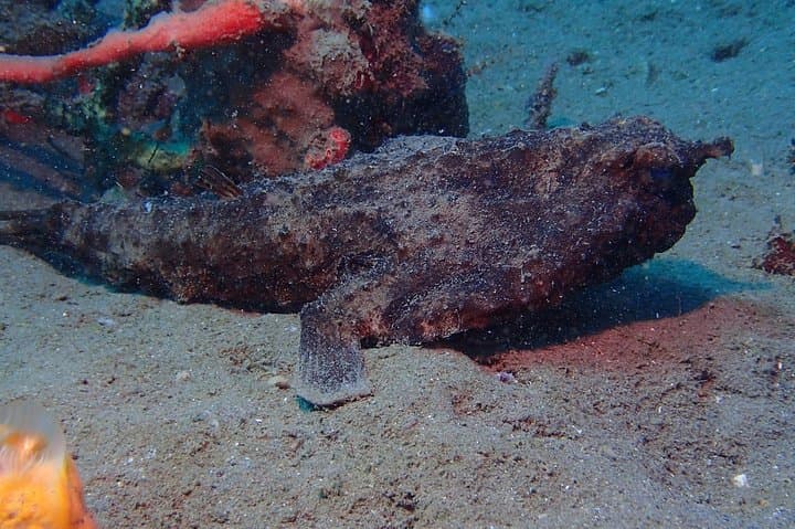 Snorkel Champagne Reef, Bubble Beach & Scott's Head — Dominica Boat Tour photo 2