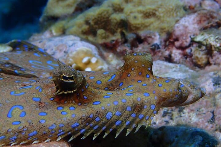 Snorkel Champagne Reef, Bubble Beach & Scott's Head — Dominica Boat Tour photo 3