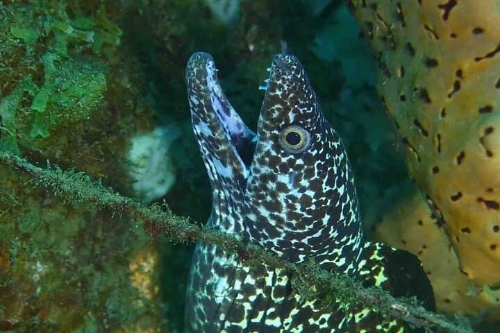 Snorkel Champagne Reef, Bubble Beach & Scott's Head — Dominica Boat Tour photo 4