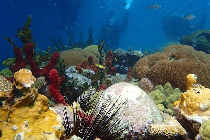 Snorkel Champagne Reef, Bubble Beach & Scott's Head — Dominica Boat Tour photo 5