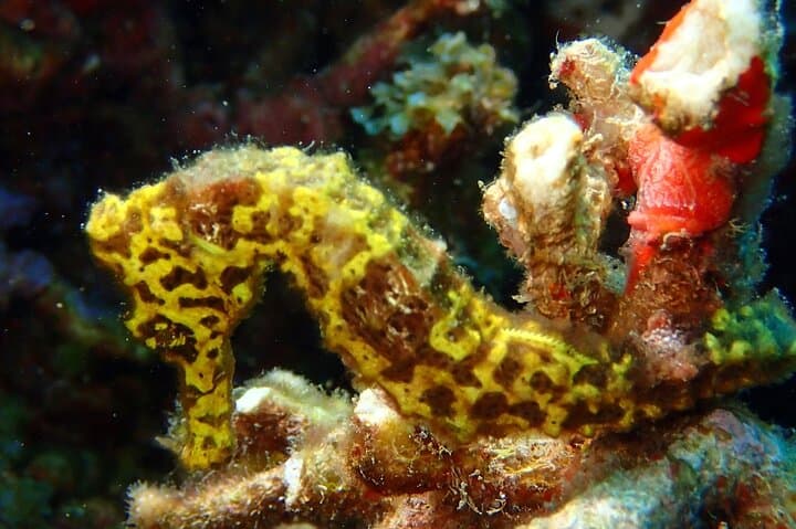 Snorkel Champagne Reef, Bubble Beach & Scott's Head — Dominica Boat Tour photo 6