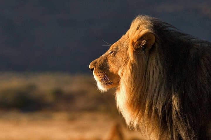 10-Day Southern Tanzania Safari Circuit — Mikumi, Udzungwa & Ruaha Wildlife Safari