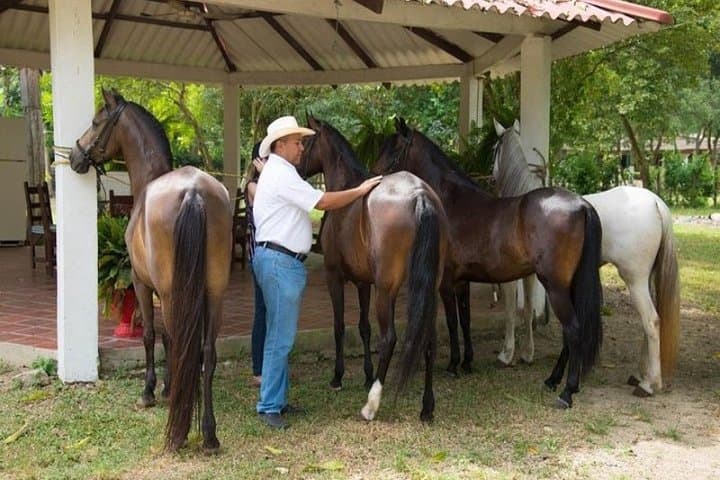 Horseback Riding on Cartagena Beach with Colombian Paso Show photo 3