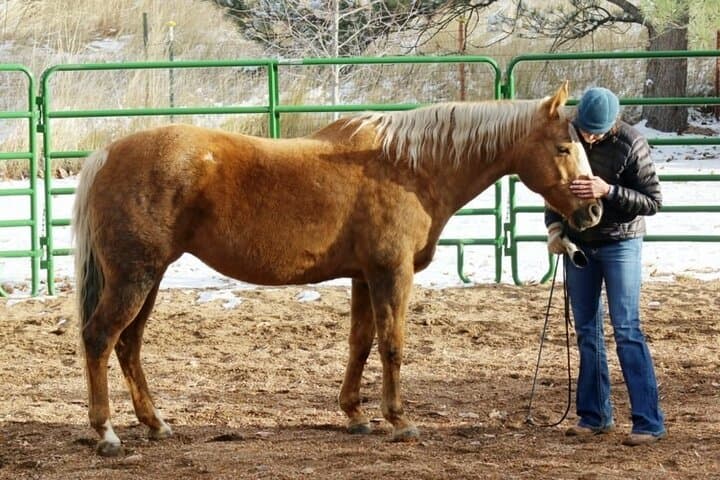 Equine Coaching in the Dominican Republic: Non-Riding Horse-Assisted Personal Development photo 3