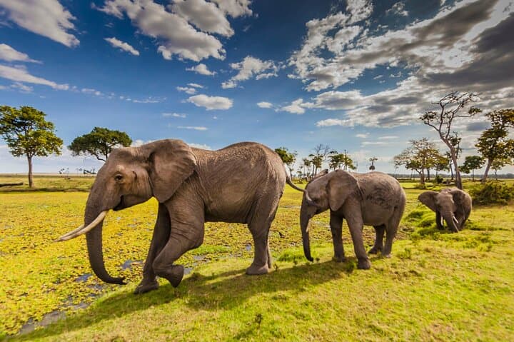 Private 3-Day Masai Mara Safari — Budget-Friendly Game Drives from Nairobi photo 3