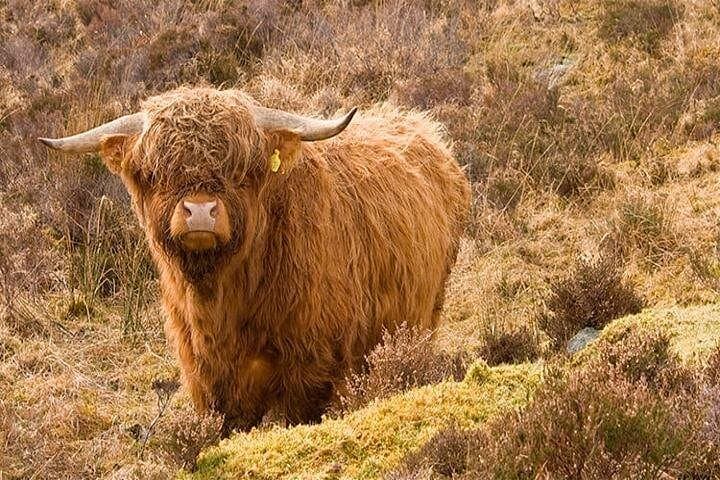3-Day Isle of Skye and Highlands Tour — Glencoe, Skye & Loch Ness photo 4