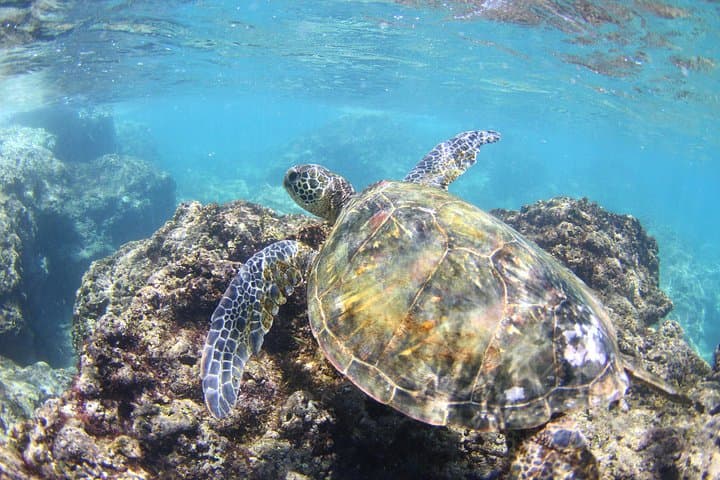 Paddle the Anahulu: North Shore Stand-Up Paddleboard Lesson in Haleiwa photo 5