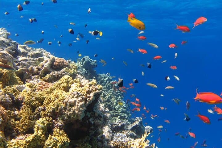 Swim With Dolphins Tour Hurghada — Snorkel Shaab Samadai and Giftun photo 2