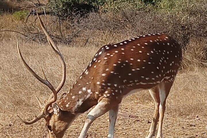 Ranthambore Tiger Safari: Private Day Trip from Jaipur photo 6