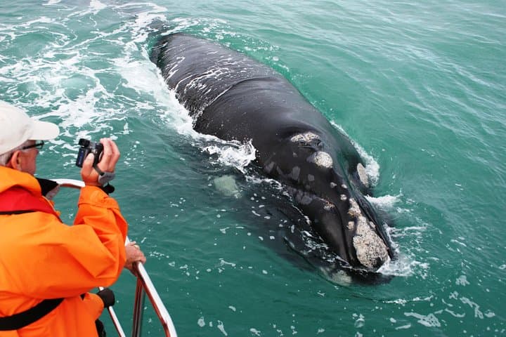 Dyer Island Whale and Shark Watching Cruise from Cape Town
