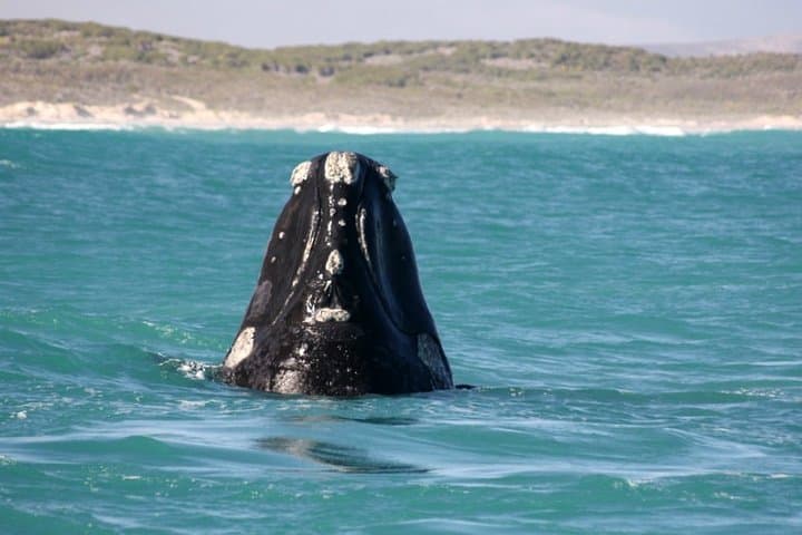 Dyer Island Whale and Shark Watching Cruise from Cape Town photo 5