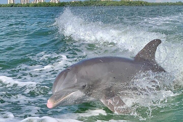 Fort Myers Beach Dolphin Tour: Estero Bay Dolphin, Manatee & Turtle Cruise