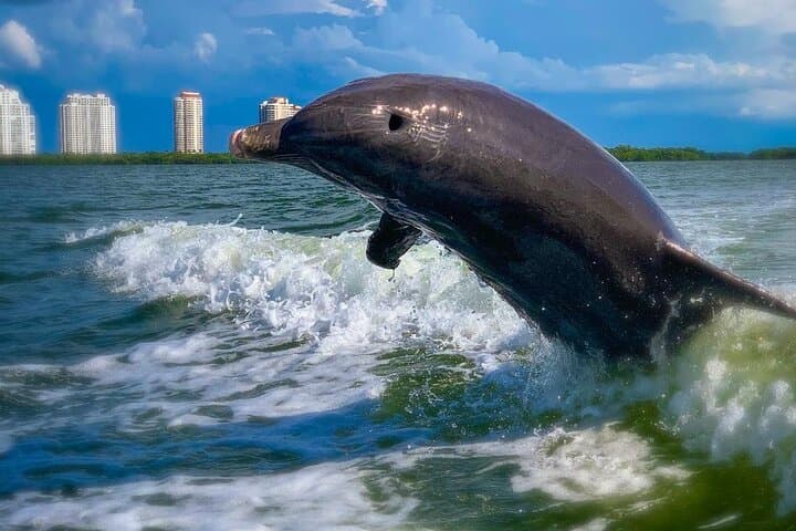 Fort Myers Beach Dolphin Tour: Estero Bay Dolphin, Manatee & Turtle Cruise photo 2