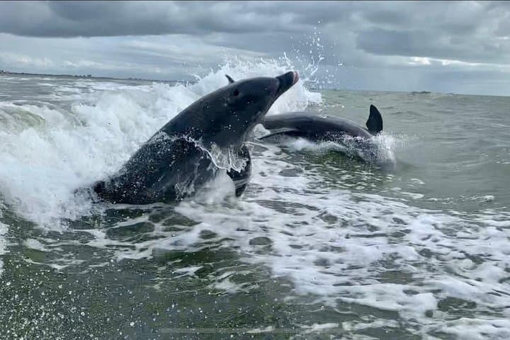 Fort Myers Beach Dolphin Tour: Estero Bay Dolphin, Manatee & Turtle Cruise photo 3