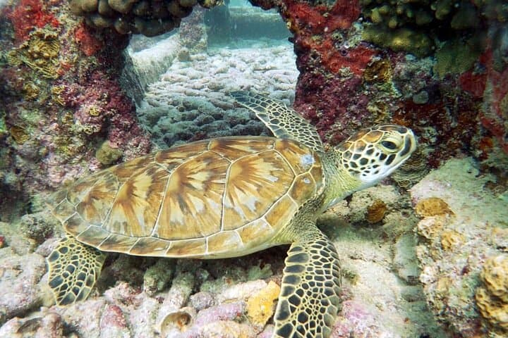 Aruba 2-Tank Certified Dive: Reefs, Wrecks & Morning Boat Excursion photo 6