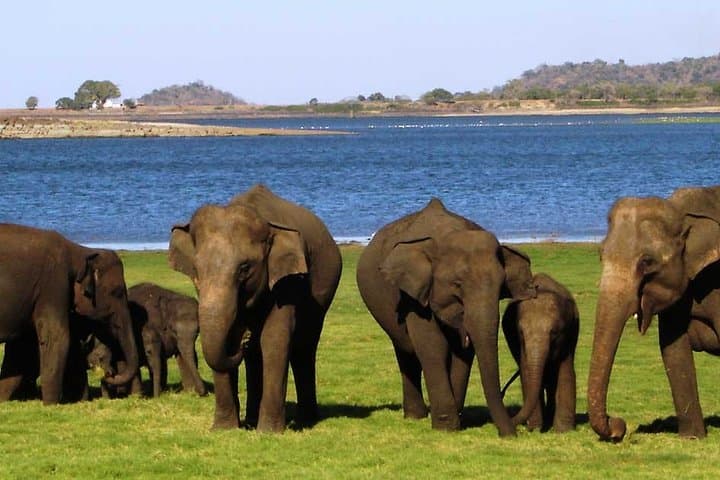 Sigiriya & Minneriya: Climb Lion Rock and Evening Elephant Safari from Dambulla photo 2