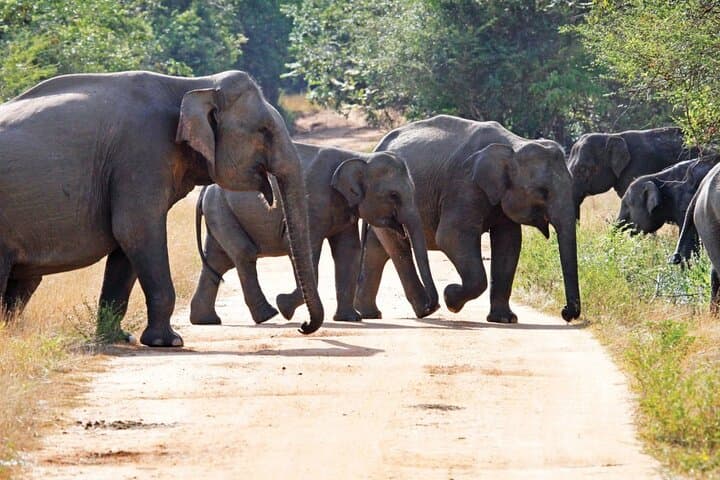Knuckles Range Trek & Wasgamuwa Safari — 3-Day Adventure from Colombo photo 4
